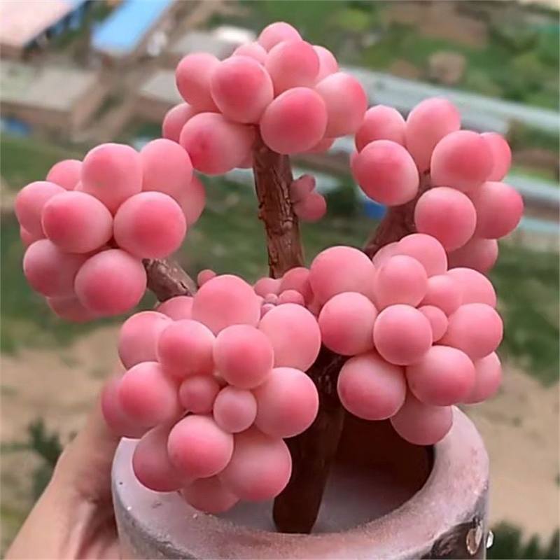 Peach Egg Cluster Succulent