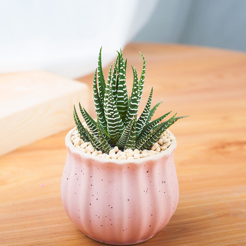 Succulent Potted Plants with Decorative Pots