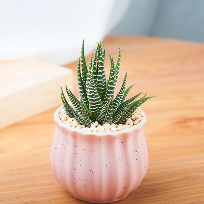 Succulent Potted Plants with Decorative Pots
