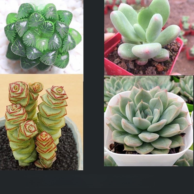 Jade Dew & Money String Succulent Collection