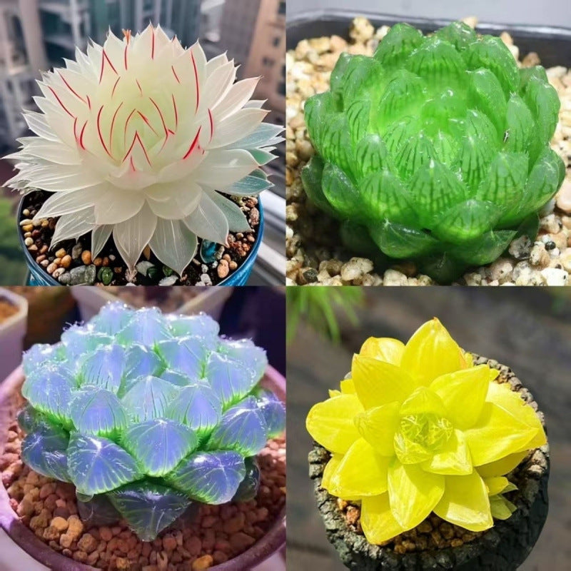 Jade Dew Succulent Variety Pack