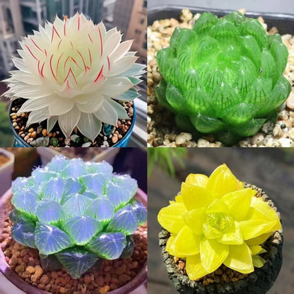 Jade Dew Succulent Variety Pack