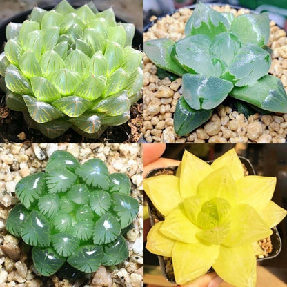 Succulent plants