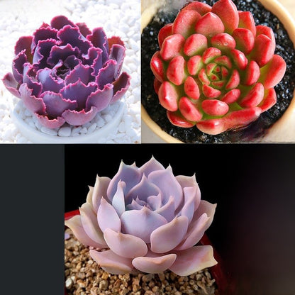 Jade Dew & Money String Succulent Collection