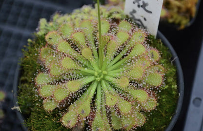 Carnivorous Plants Variety Collection