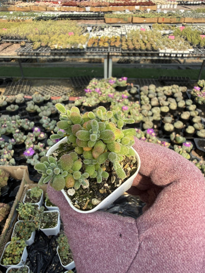 Mini Succulent Plants for Desktop Decoration