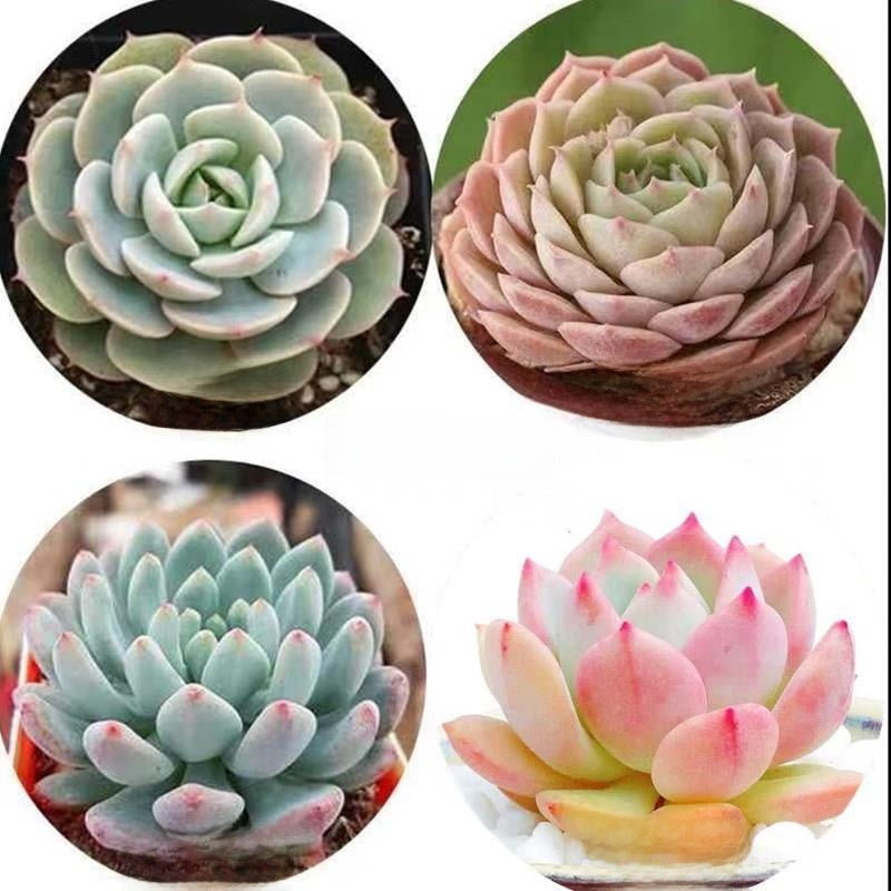Jade Dew & Money String Succulent Collection