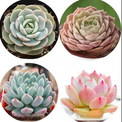 Jade Dew & Money String Succulent Collection