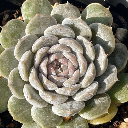 Succulent Potted Plants Set Indoor Decoration