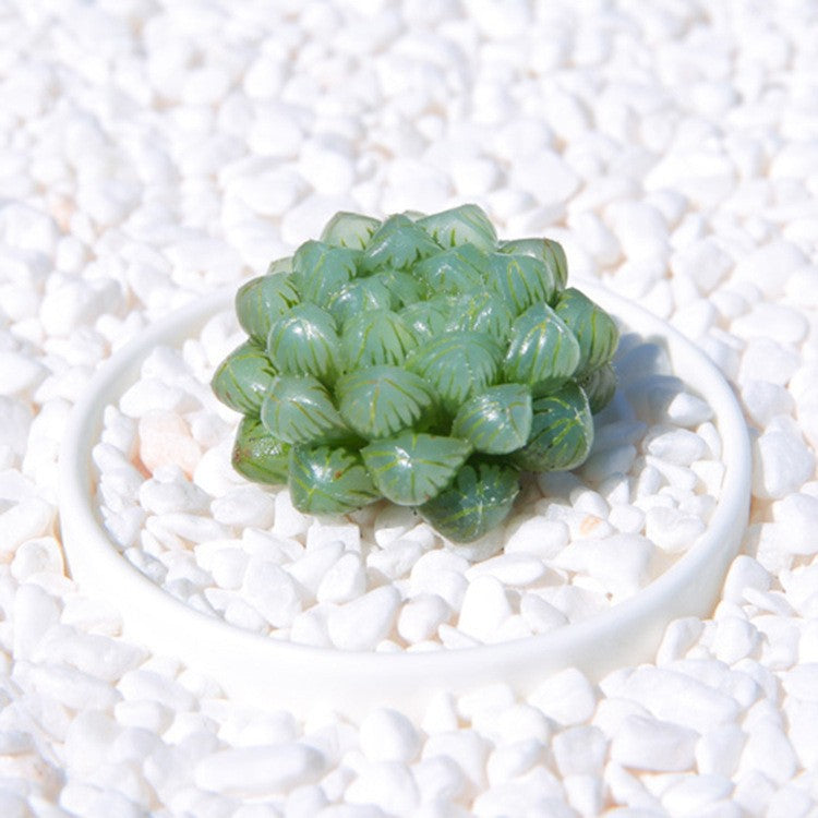 Succulent Plants with Pot and Soil