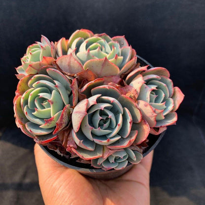 Succulent Potted Plants Set Indoor Decoration