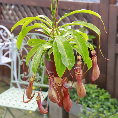 Carnivorous Potted Plants with Self Watering Basin