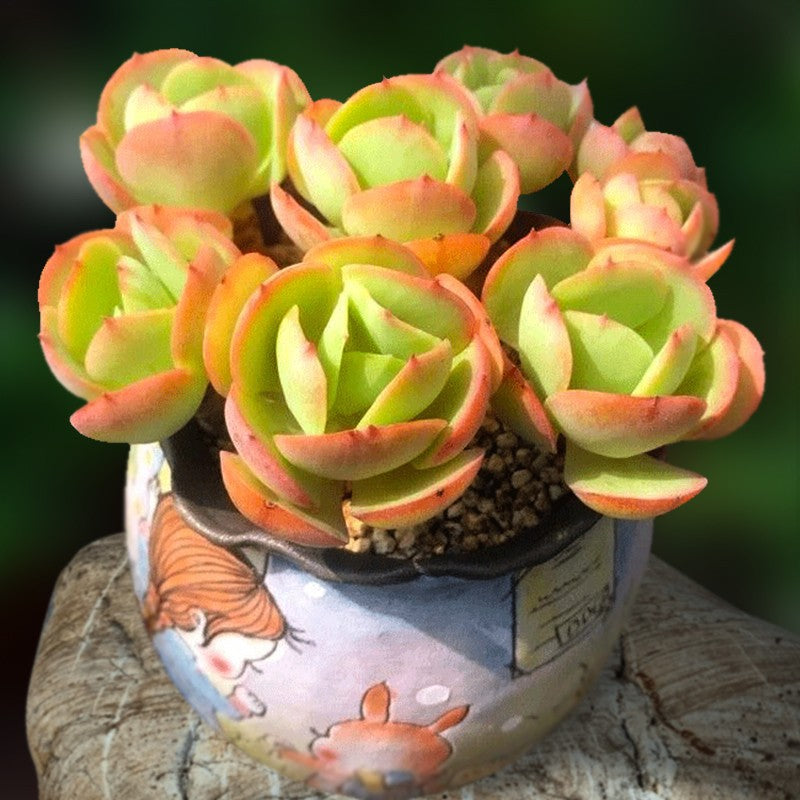 Succulent Potted Plants Set Indoor Decoration
