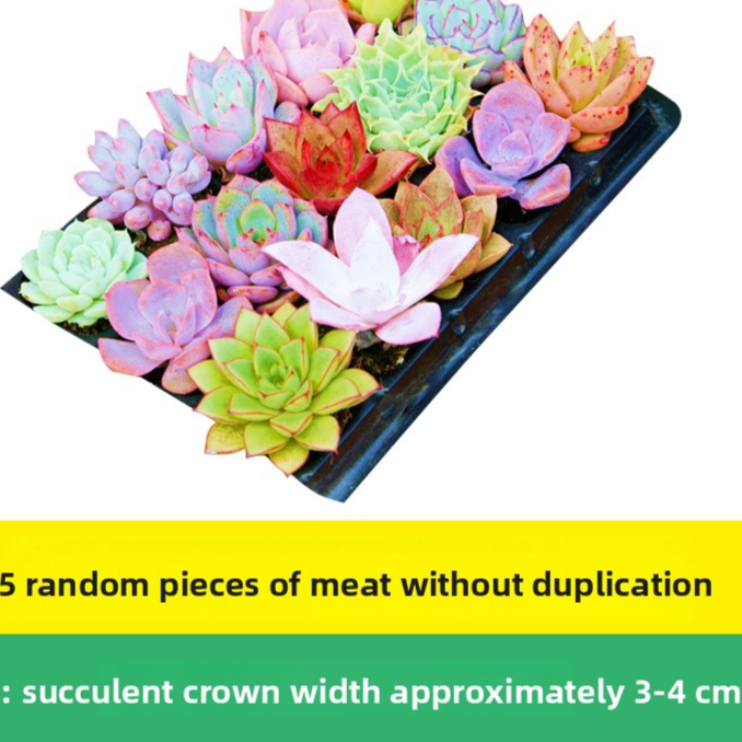 Succulent plants