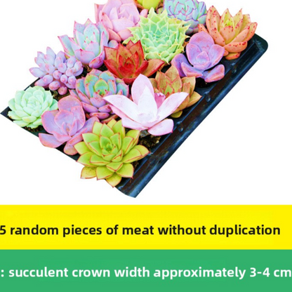 Succulent plants