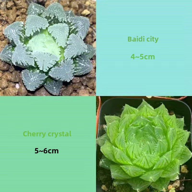 Succulent plants
