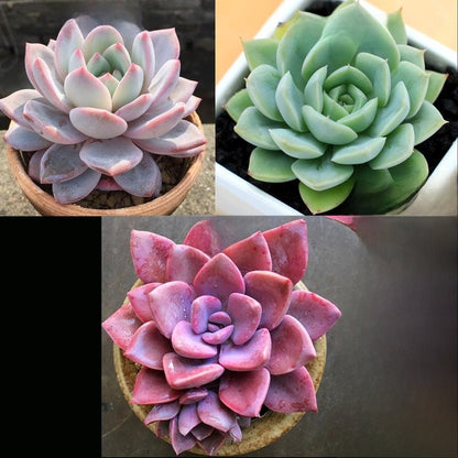 Jade Dew & Money String Succulent Collection
