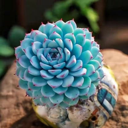Blue Cluster Succulent Plant (Lan Jilian)