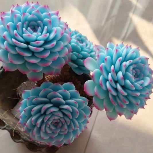 Blue Cluster Succulent Plant (Lan Jilian)