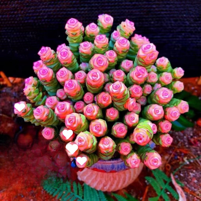 Succulent Plant Potted Combination with Red Dragonfly Design