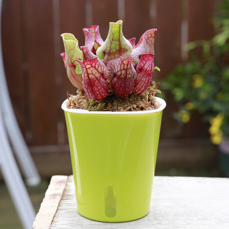 Carnivorous Potted Plants with Self Watering Basin