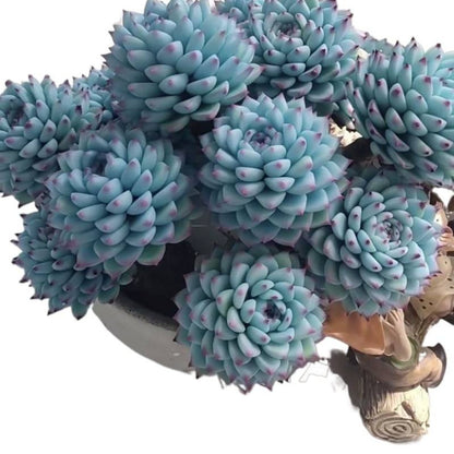Blue Cluster Succulent Plant (Lan Jilian)