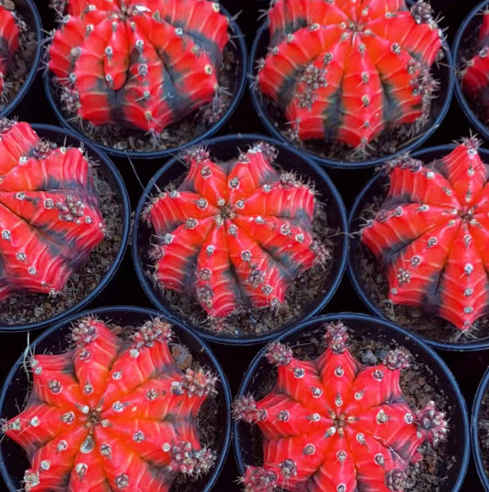Grafted Peony Cactus Potted Succulent Plant